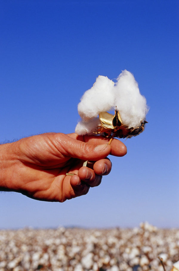 Cotton